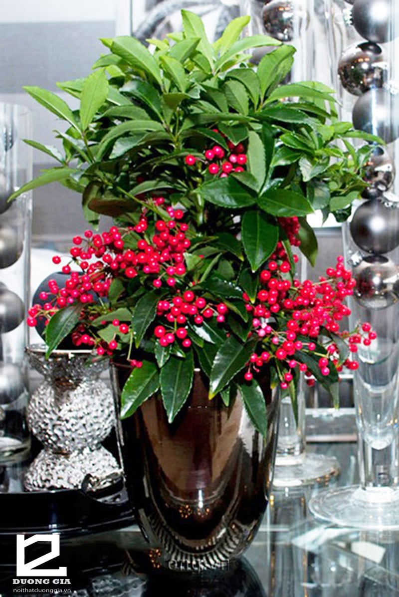 cay-kim-ngan-luong-y-nghia-phong-thuy-va-che-do-cham-soc-hieu-qua-190