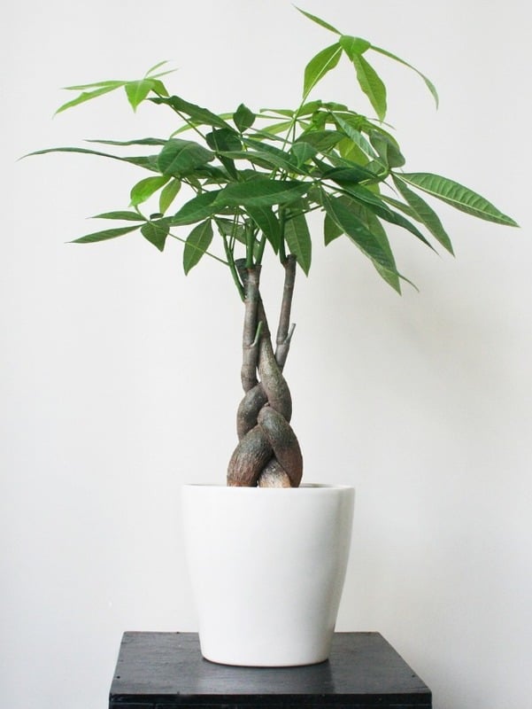 5-loai-cay-phong-thuy-ma-dan-cong-so-khong-the-bo-qua-176