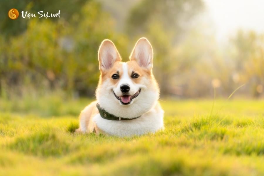 cho-sua-nhieu-la-diem-gi-giai-ma-cho-sua-ma-lien-hoi-trong-dem-11