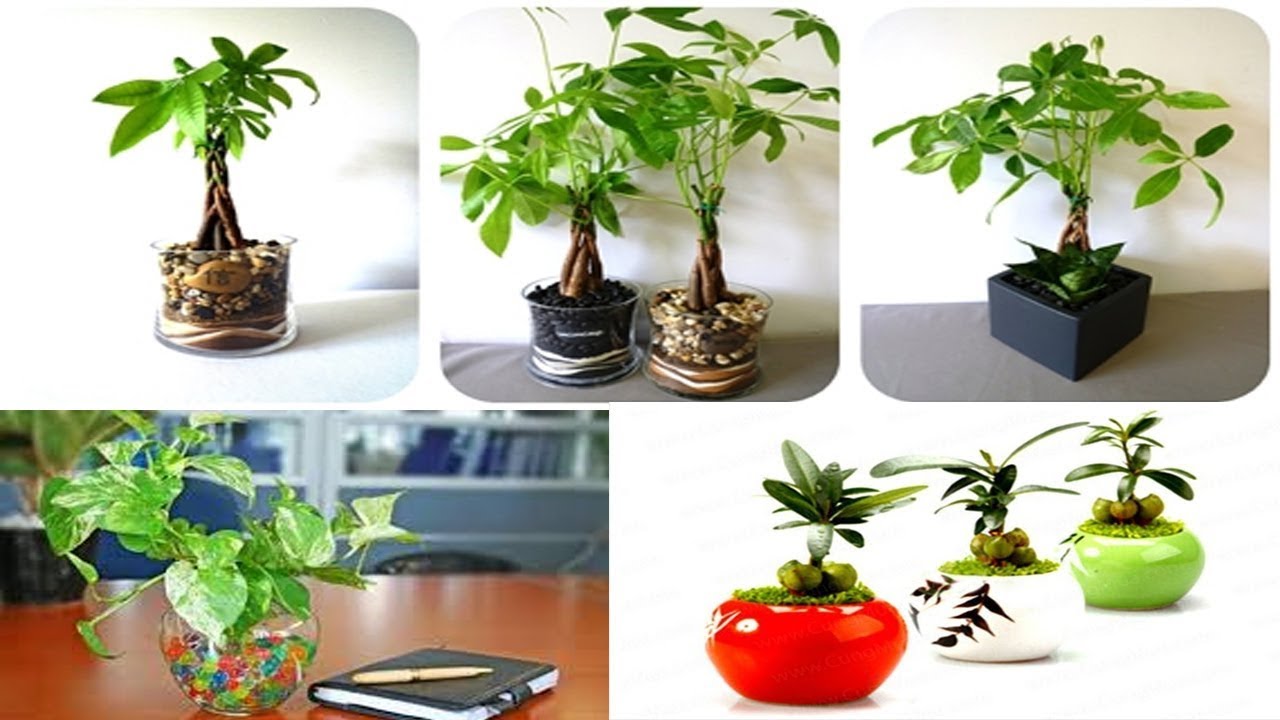 diem-qua-7-cay-phong-thuy-ruoc-loc-vao-nha-trong-nam-2018-nay-193