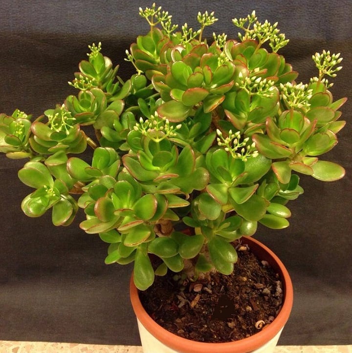 cac-loai-cay-canh-trong-trong-nha-giup-gia-chu-thu-hut-tai-loc-vuong-khi-15