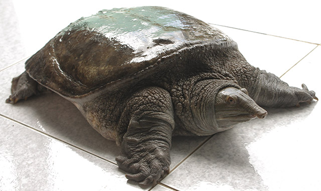 ky-bi-giac-mo-thay-ba-ba-giai-ma-thong-diep-khi-chiem-bao-thay-ba-ba-118