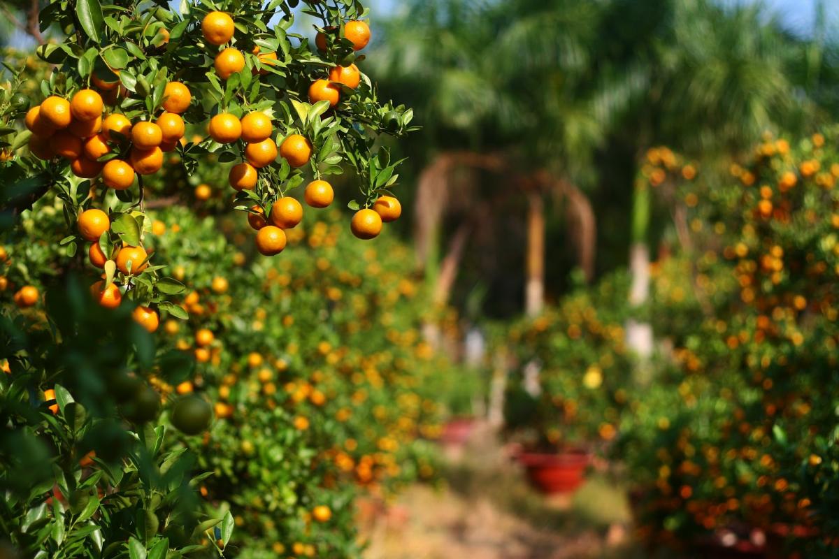 huong-dan-cach-bay-dao-quat-mai-theo-phong-thuy-mang-lai-nhieu-may-man-219