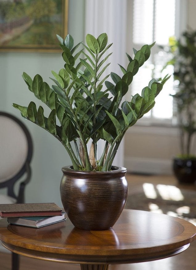 cay-kim-phat-tai-va-nhung-dieu-can-biet-191