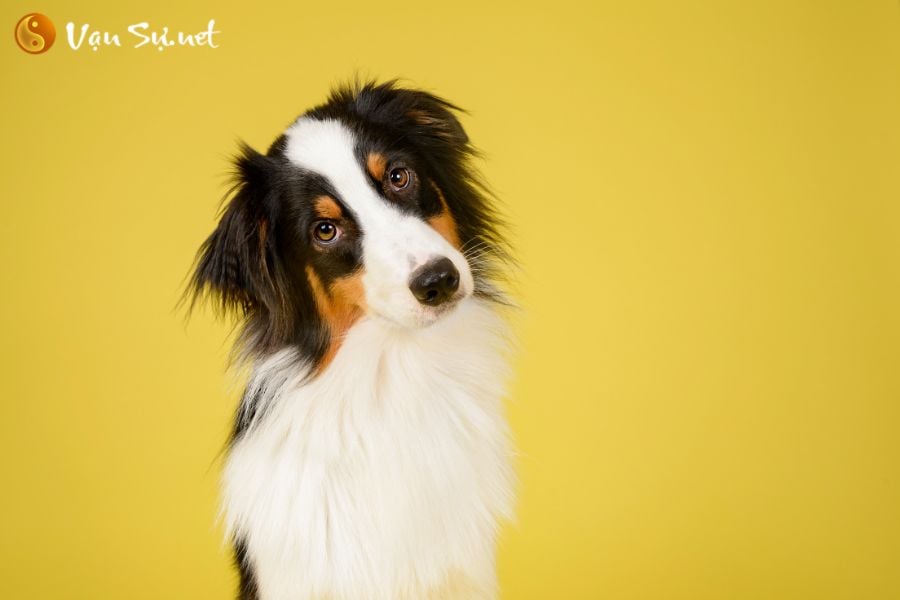 tuoi-tuat-la-con-gi-nguoi-tuoi-tuat-sinh-nam-bao-nhieu-95