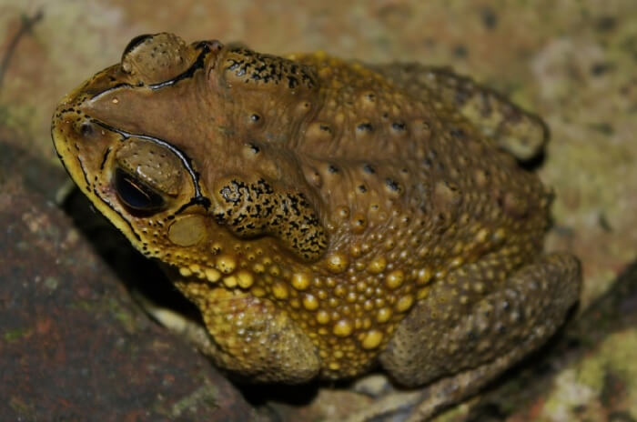 tiet-lo-nhung-dieu-an-giau-sau-giac-mo-nhin-thay-con-coc-110