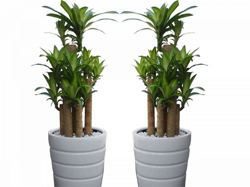 10-loai-cay-phong-thuy-tuyet-voi-nen-trong-trong-nha-78