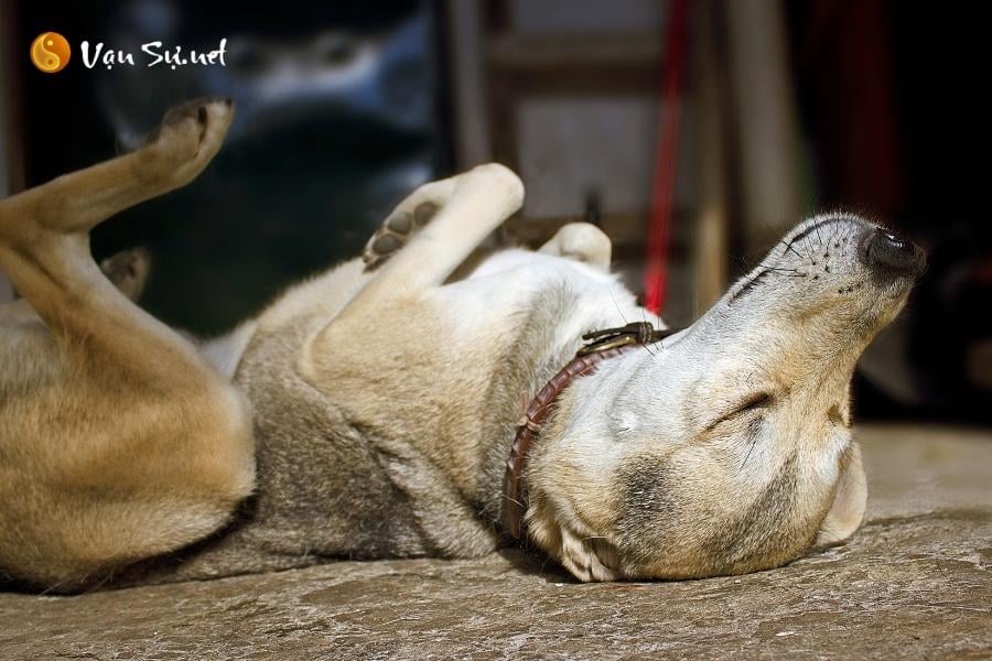 cho-bi-chet-la-diem-gi-giai-ma-tung-truong-hop-tot-xau-khi-cho-chet-12