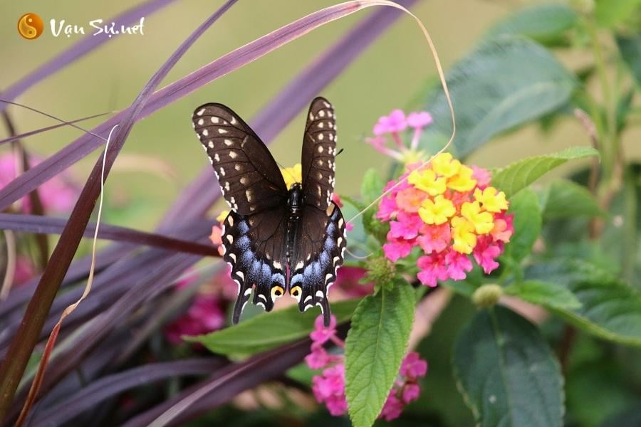 buom-den-bay-vao-nha-la-diem-gi-giai-ma-con-so-may-man-7