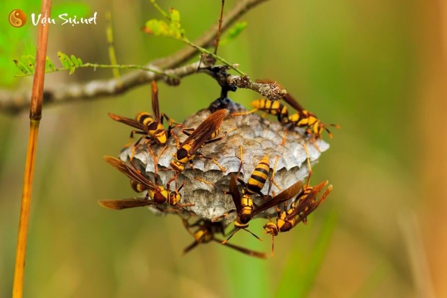 to-vo-lam-to-trong-nha-tot-hay-xau-diem-bao-va-con-so-may-man-5