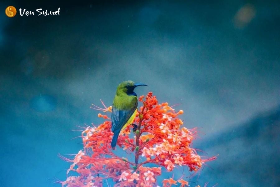 nam-mo-thay-chim-la-diem-bao-gi-lanh-hay-du-15