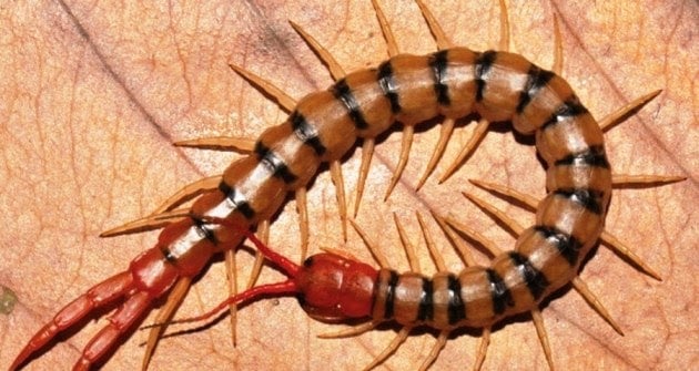 giai-ma-giac-mo-thay-ret-diem-bao-tot-xau-va-con-so-may-man-87