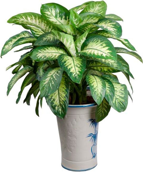 nhung-loai-cay-trong-trong-nha-mang-lai-tai-loc-cho-gia-chu-82