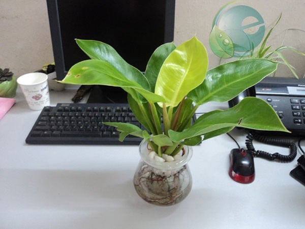 nhung-vat-pham-phong-thuy-nen-dat-tren-ban-lam-viec-giup-thu-hut-tai-loc-17